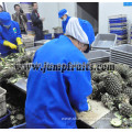 pineapple juice/jam/puree processing plant